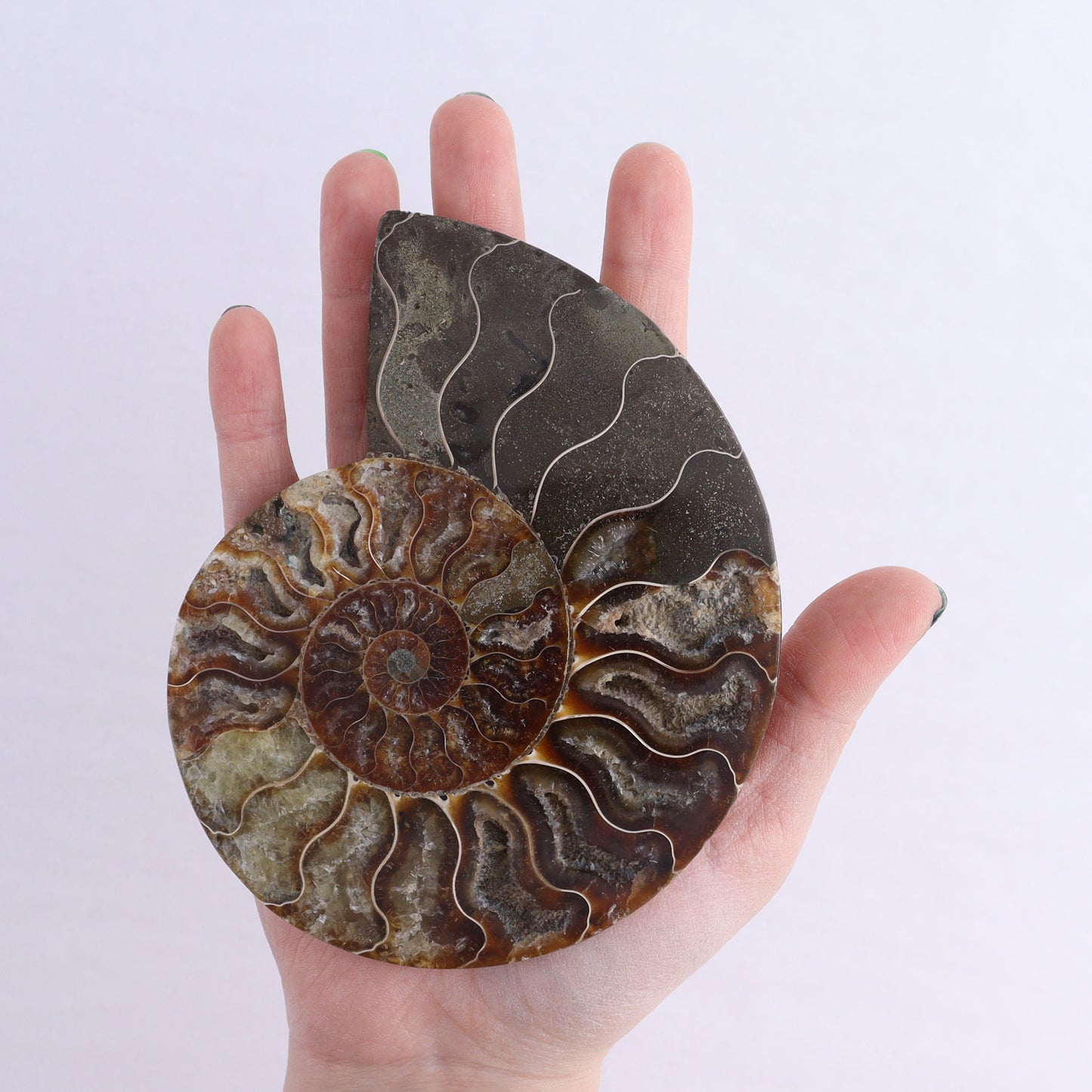 Ammonite Shells Set of 6