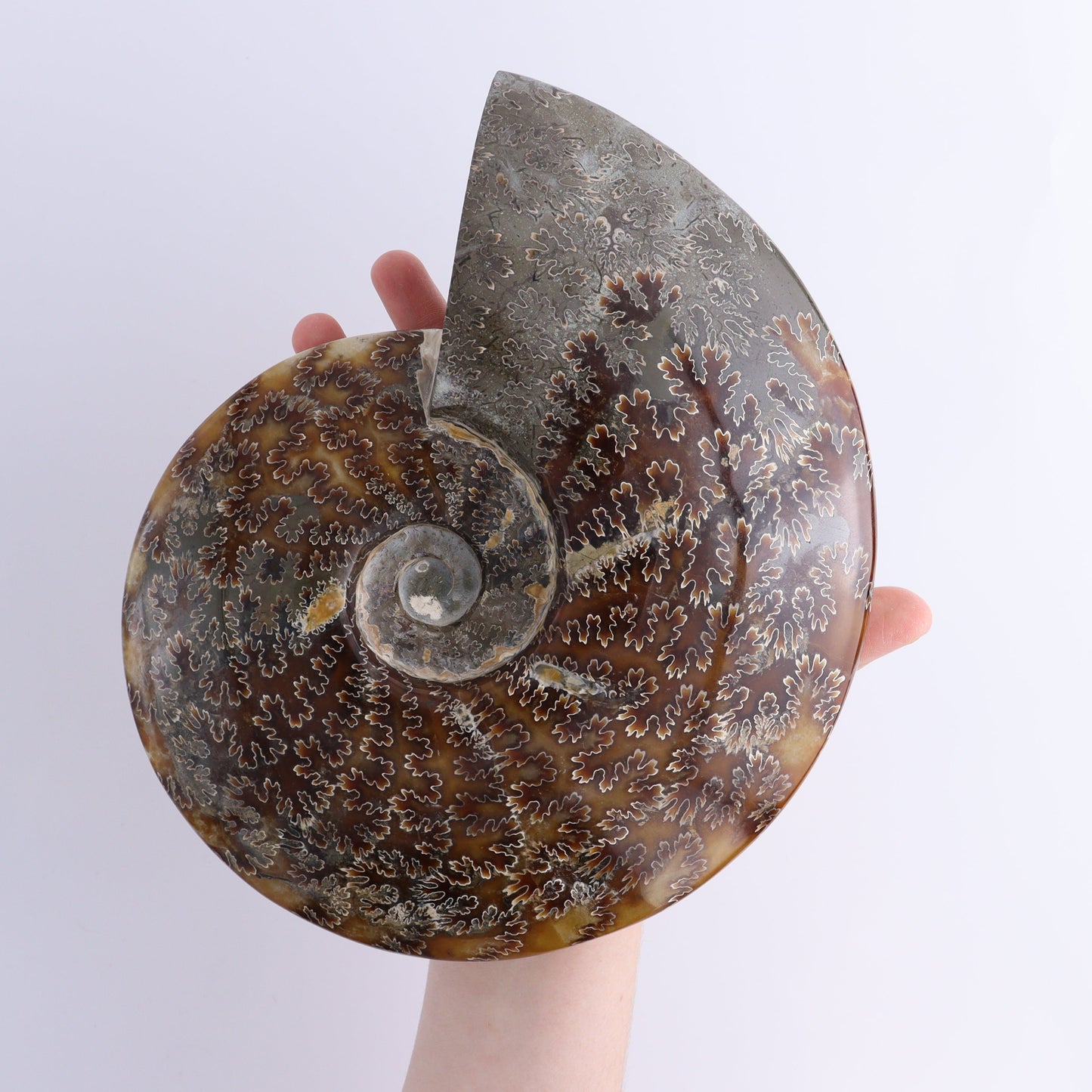 Ammonite Shell | Mi Esperanza Minerals | Supplier of Crystals and Onyx