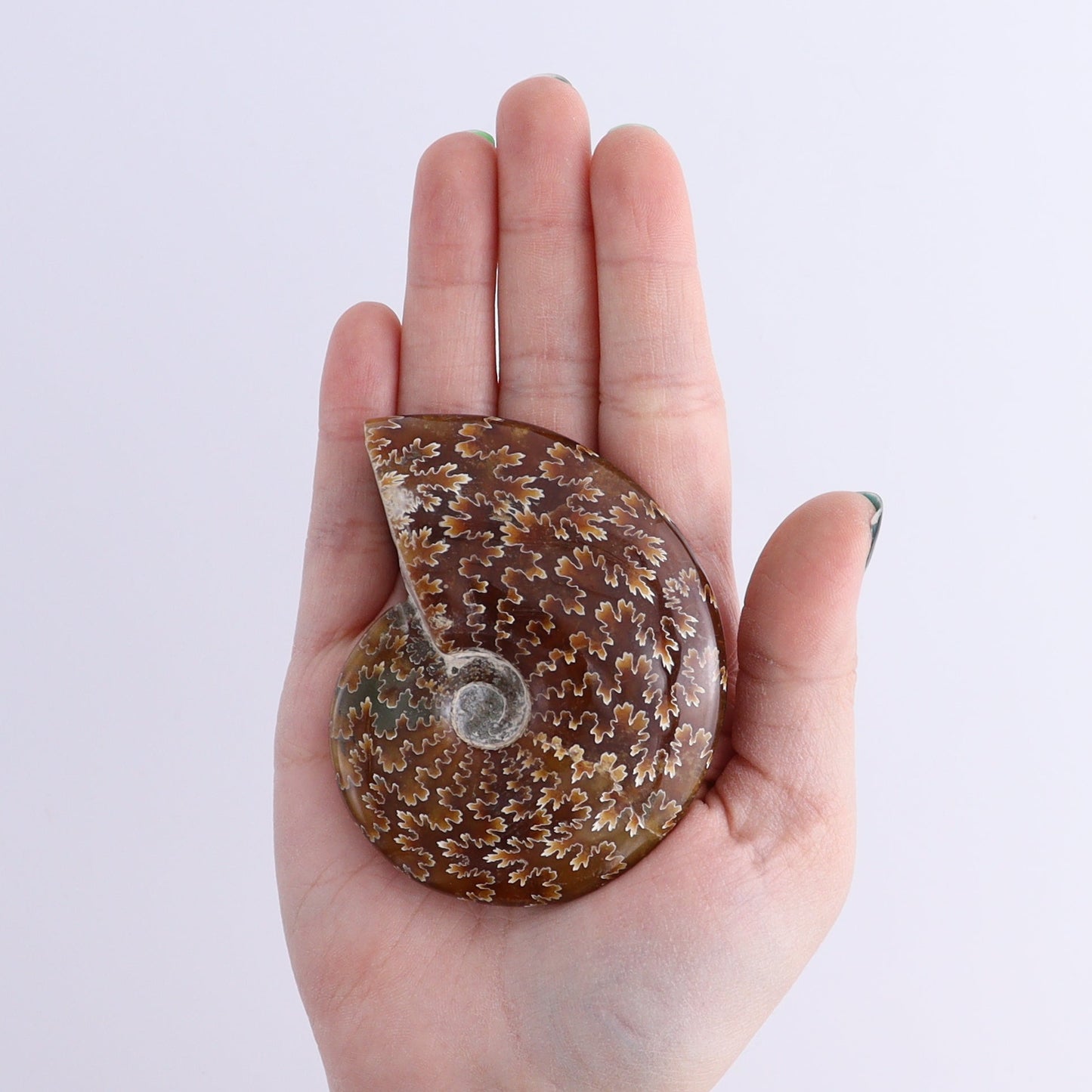 Ammonite Shells Set of 11 | Mi Esperanza Minerals | Supplier of Crystals and Onyx