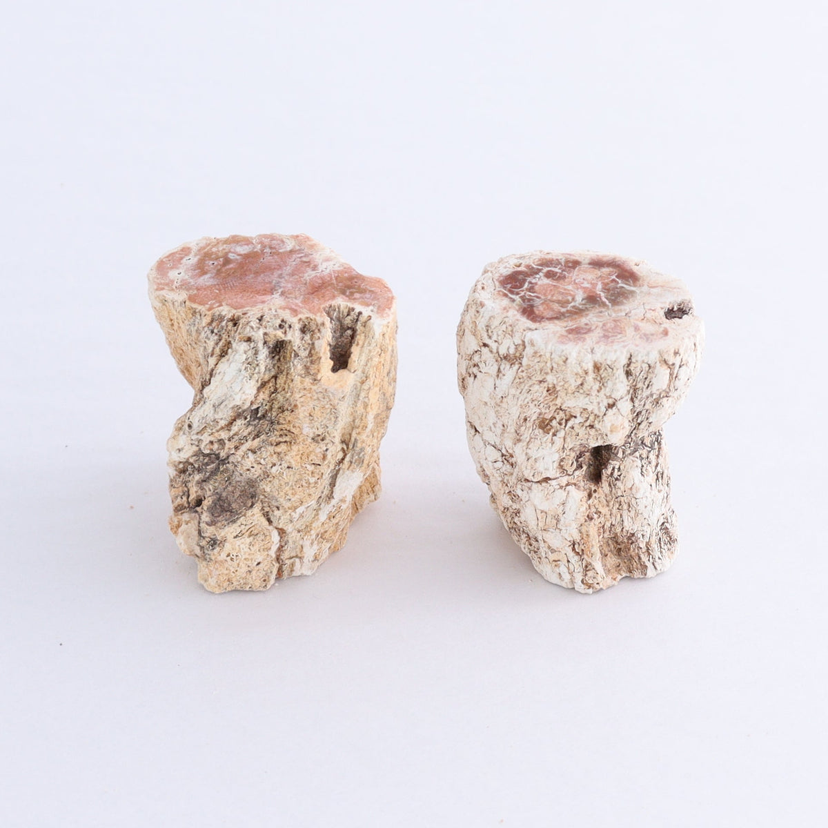 Petrified Wood Cut Bases Set of 10 | Mi Esperanza Minerals | Supplier of Crystals and Onyx