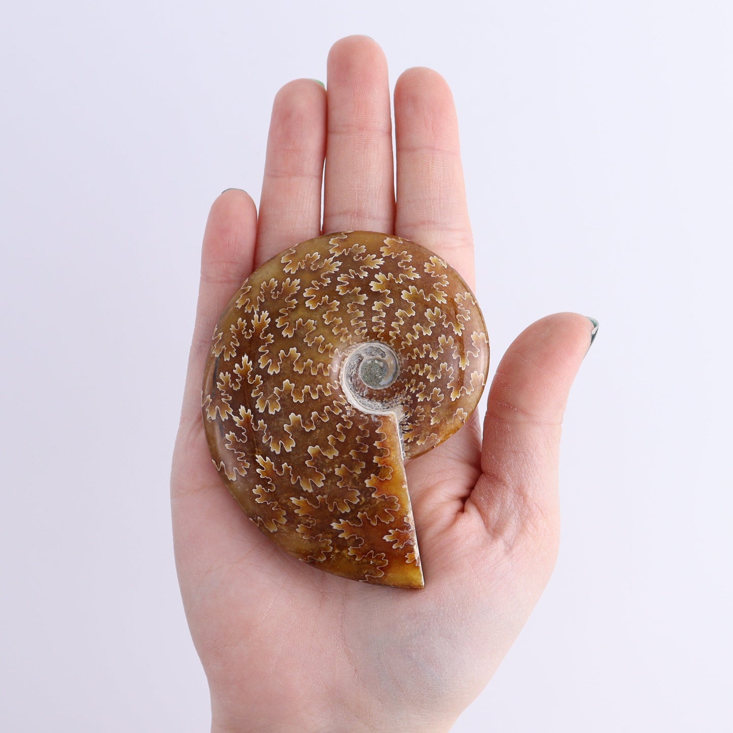 Ammonite Shells Set of 9 | Mi Esperanza Minerals | Supplier of Crystals and Onyx