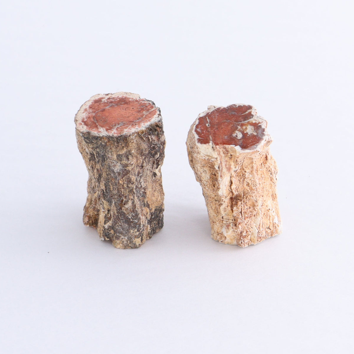 Petrified Wood Cut Bases Set of 10 | Mi Esperanza Minerals | Supplier of Crystals and Onyx