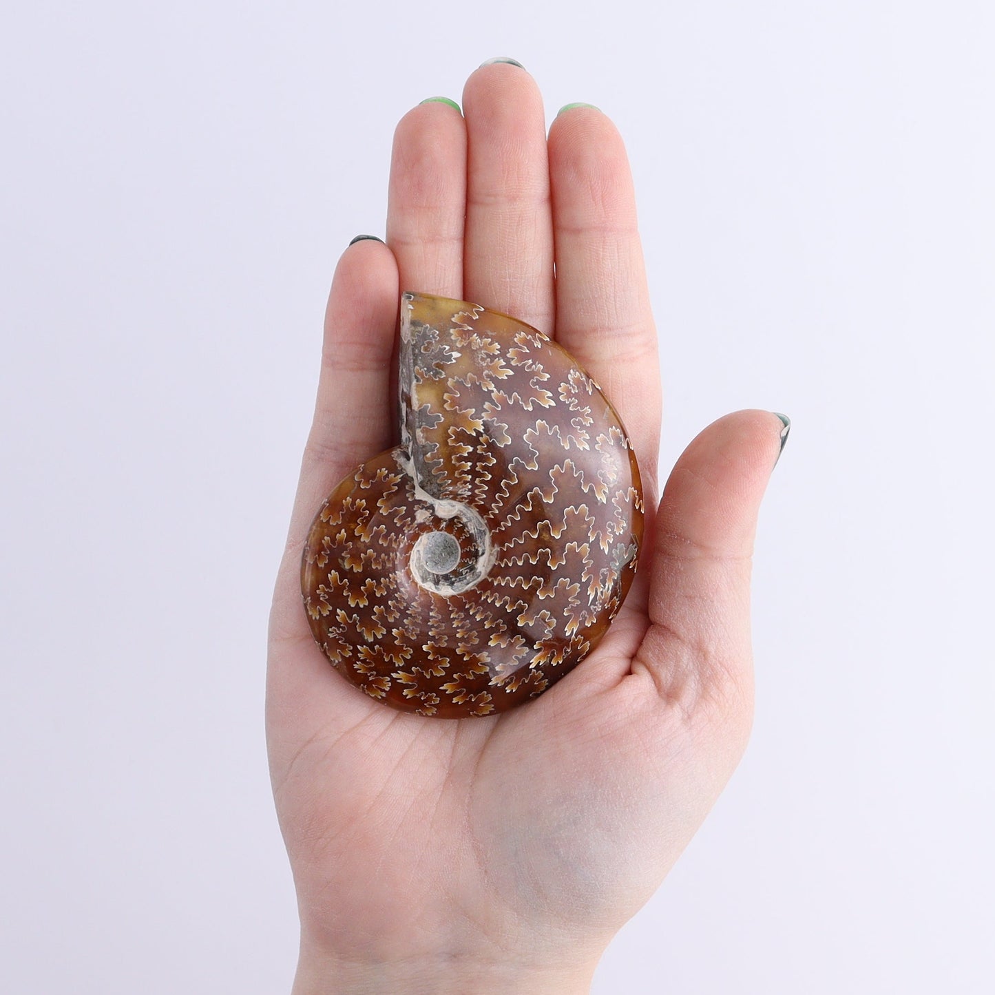 Ammonite Shells Set of 13 | Mi Esperanza Minerals | Supplier of Crystals and Onyx