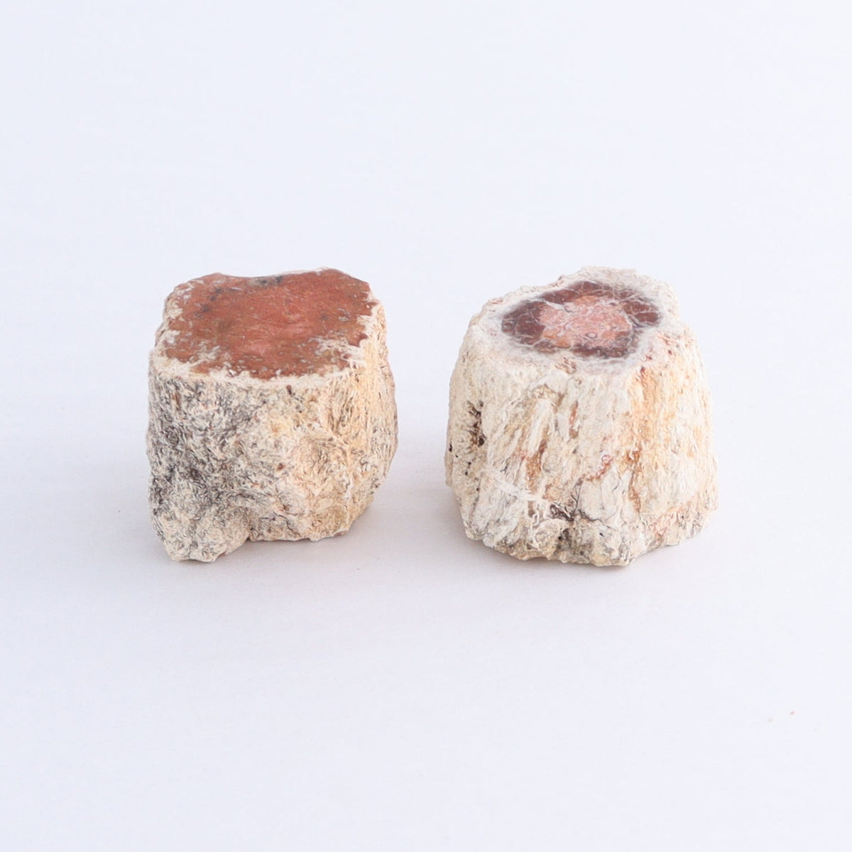 Petrified Wood Cut Bases Set of 10 | Mi Esperanza Minerals | Supplier of Crystals and Onyx