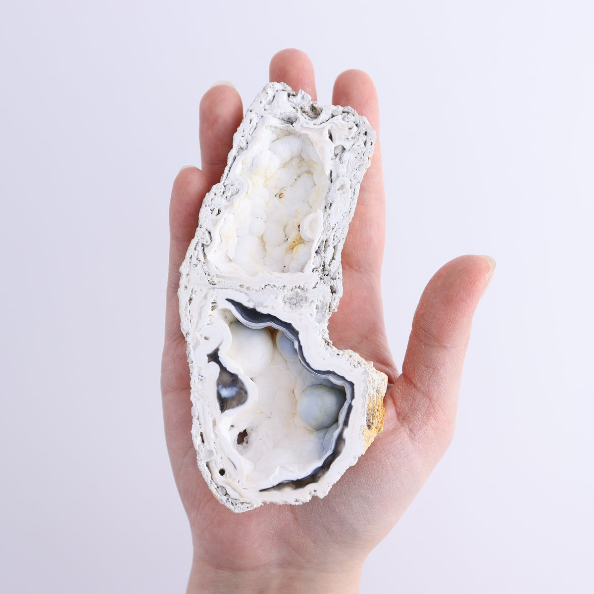 Agatized Coral Flat | Mi Esperanza Minerals | Supplier of Crystals and Onyx