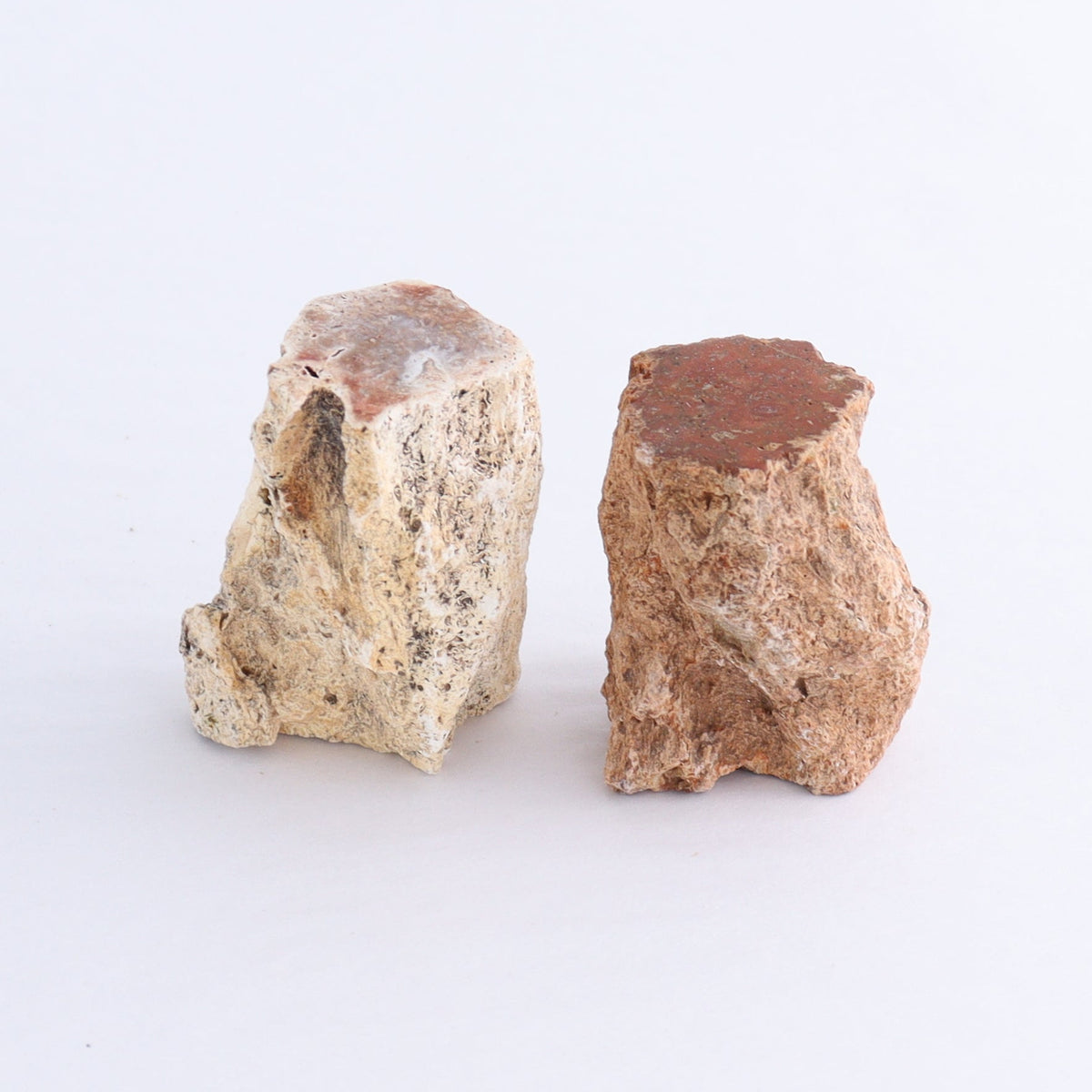 Petrified Wood Cut Bases Set of 10 | Mi Esperanza Minerals | Supplier of Crystals and Onyx
