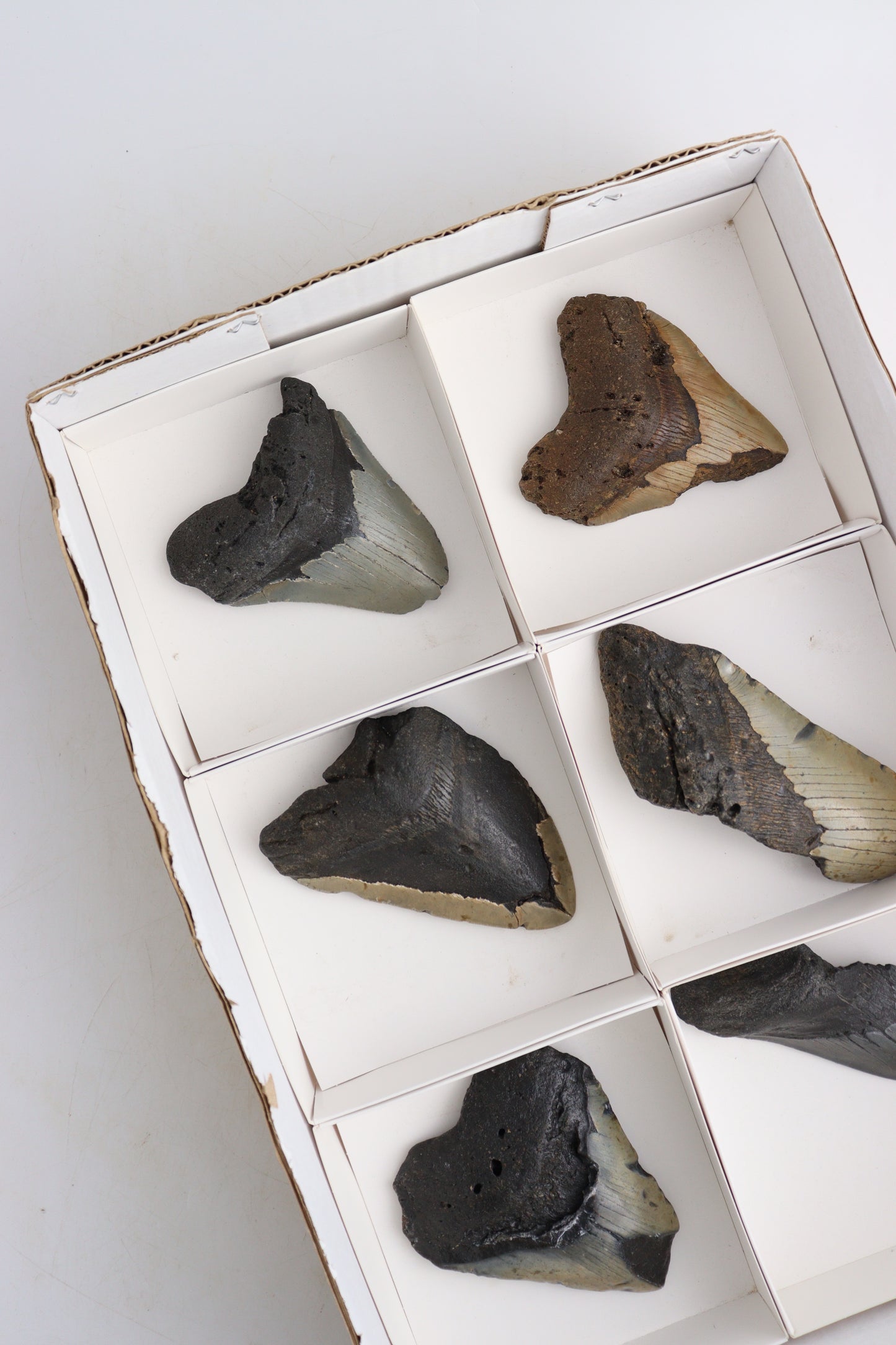 Megalodon Teeth Flat - Expert Supplier of Wholesale Crystals & Bulk Gemstones