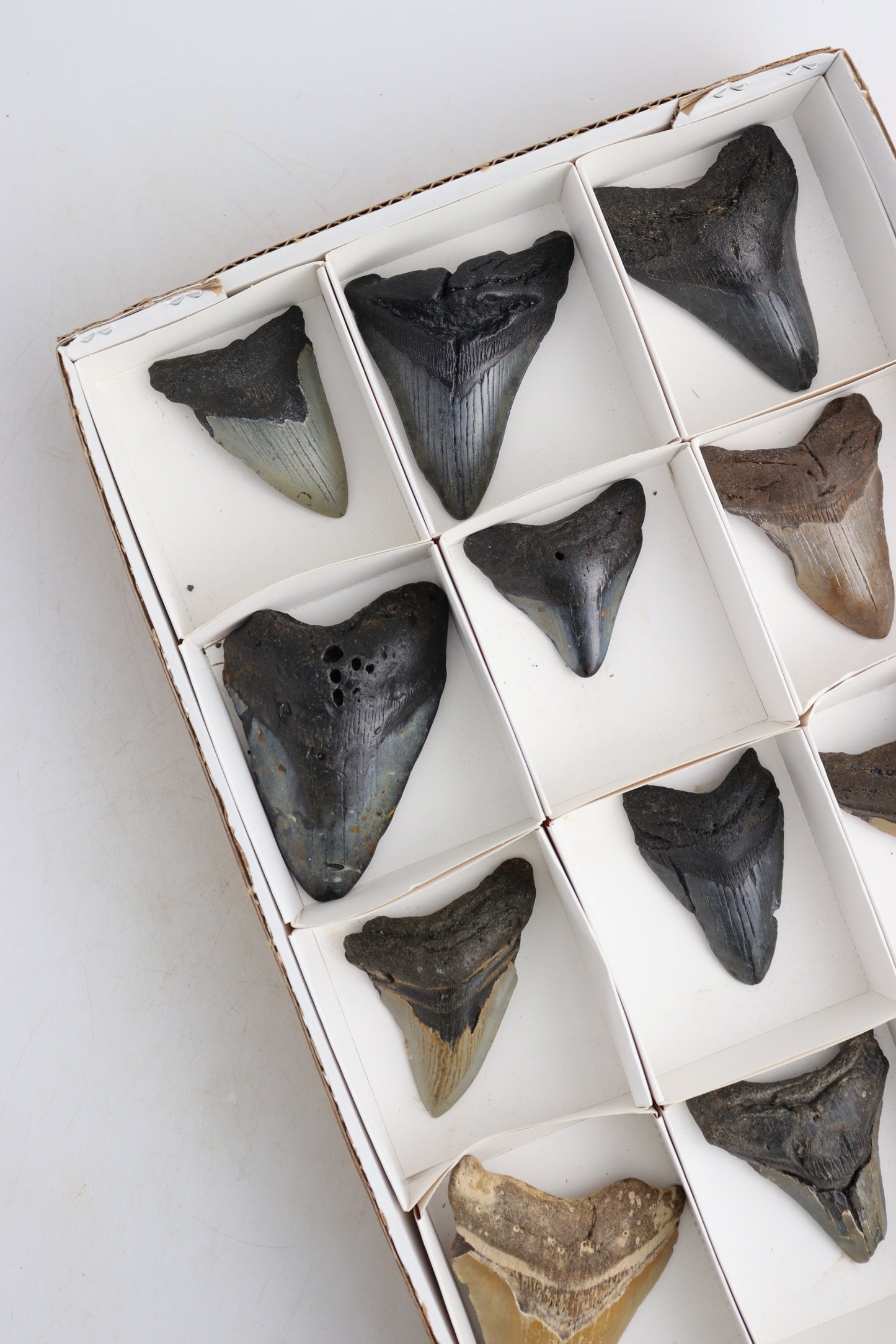 Megalodon Teeth Flat - Expert Supplier of Wholesale Crystals & Bulk Gemstones