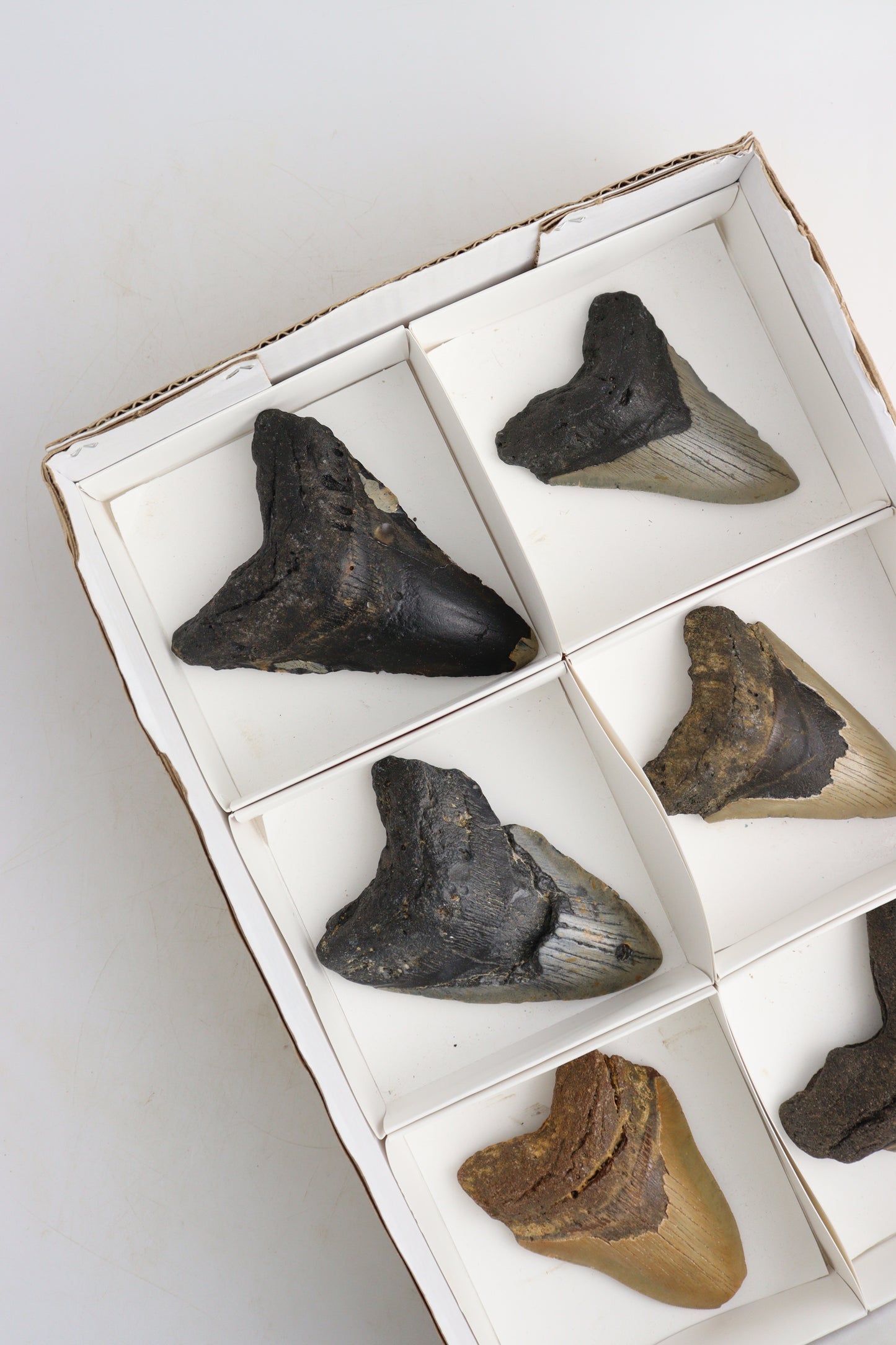 Megalodon Teeth Flat - Expert Supplier of Wholesale Crystals & Bulk Gemstones