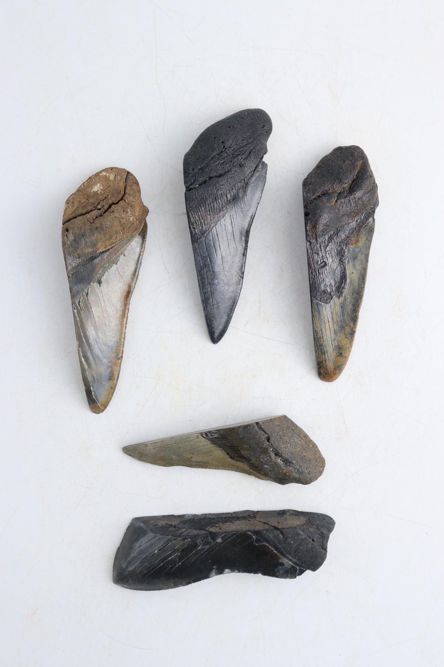 Megalodon Teeth - Expert Supplier of Wholesale Crystals & Bulk Gemstones