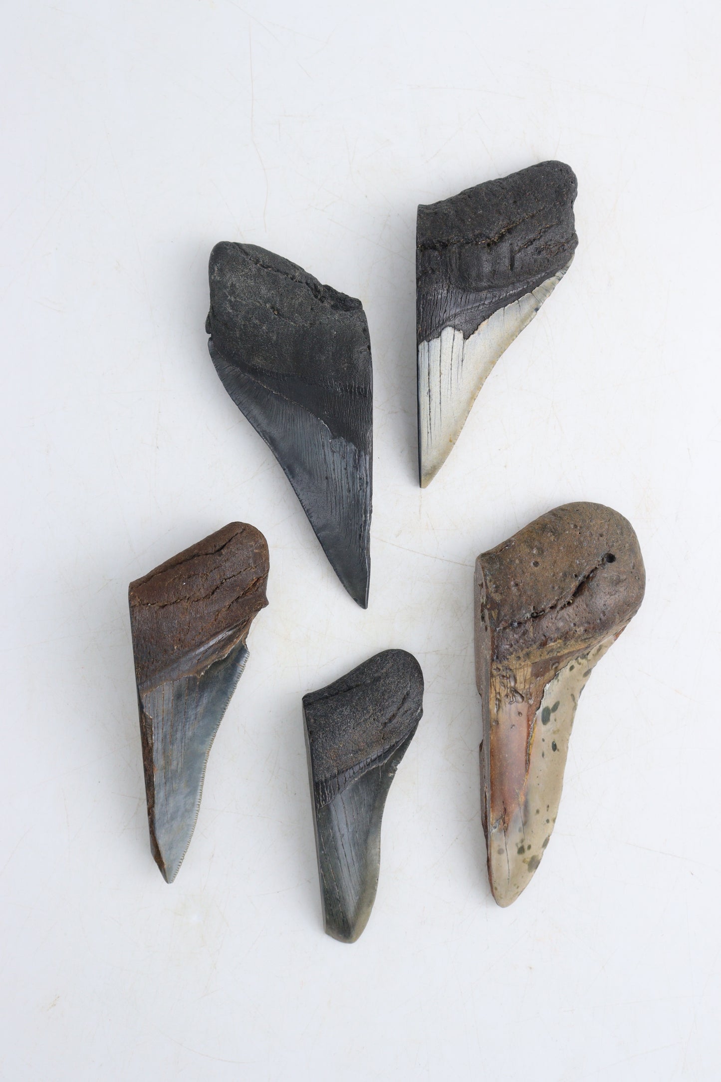 Megalodon Teeth - Expert Supplier of Wholesale Crystals & Bulk Gemstones