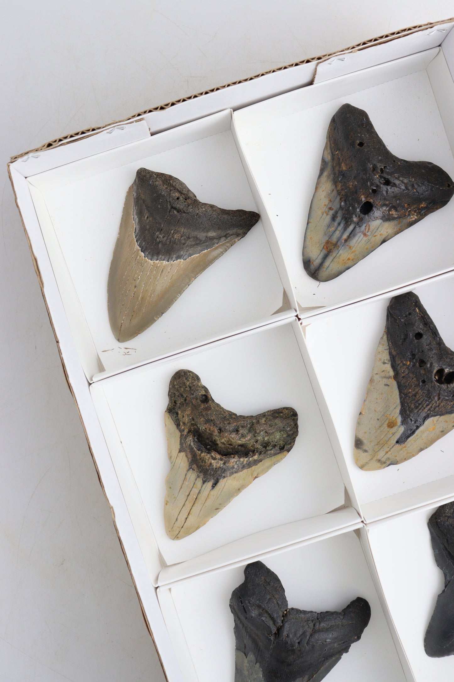 Megalodon Teeth - Expert Supplier of Wholesale Crystals & Bulk Gemstones