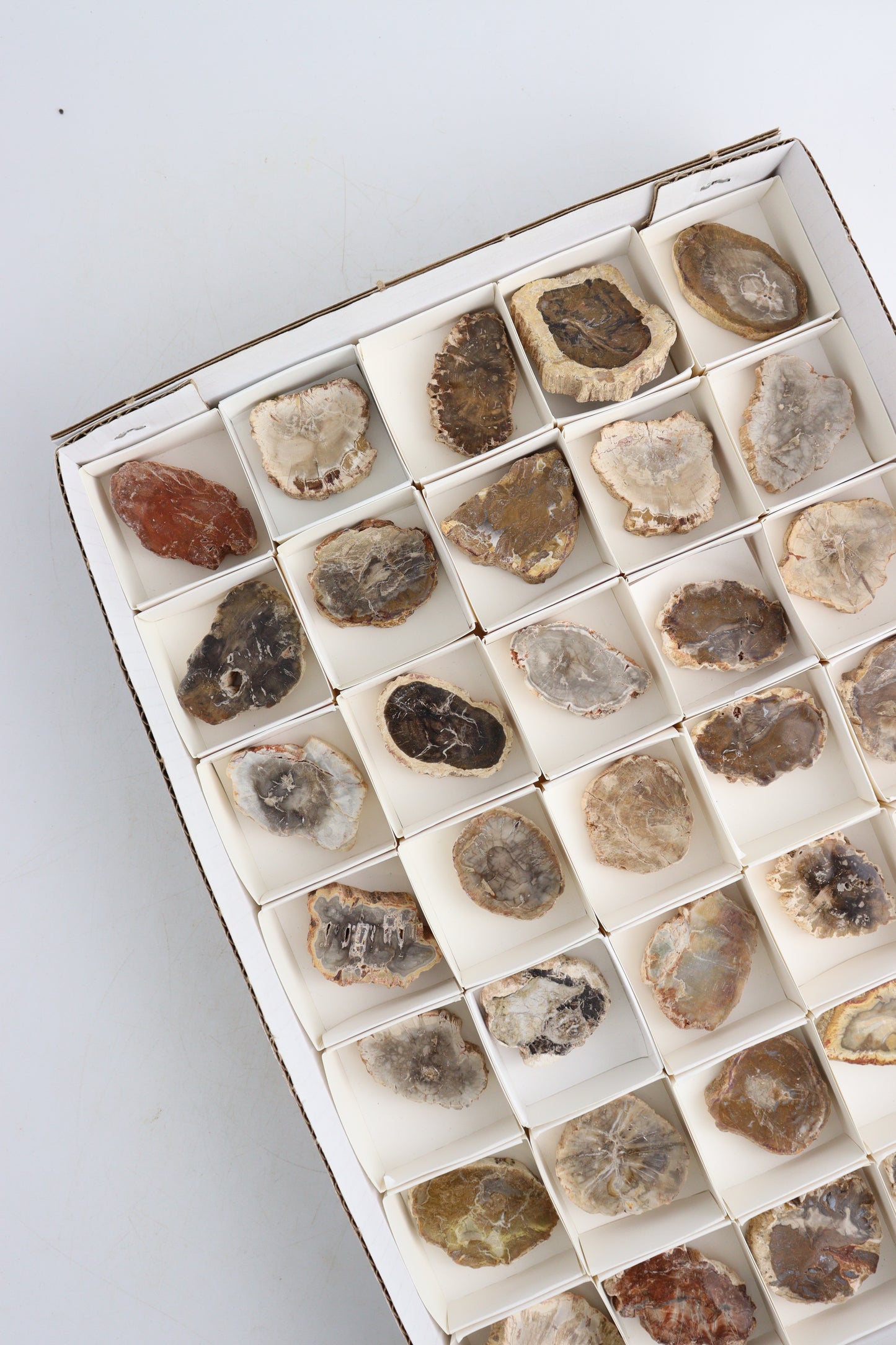 Petrified Wood Slices Flat - Expert Supplier of Wholesale Crystals & Bulk Gemstones