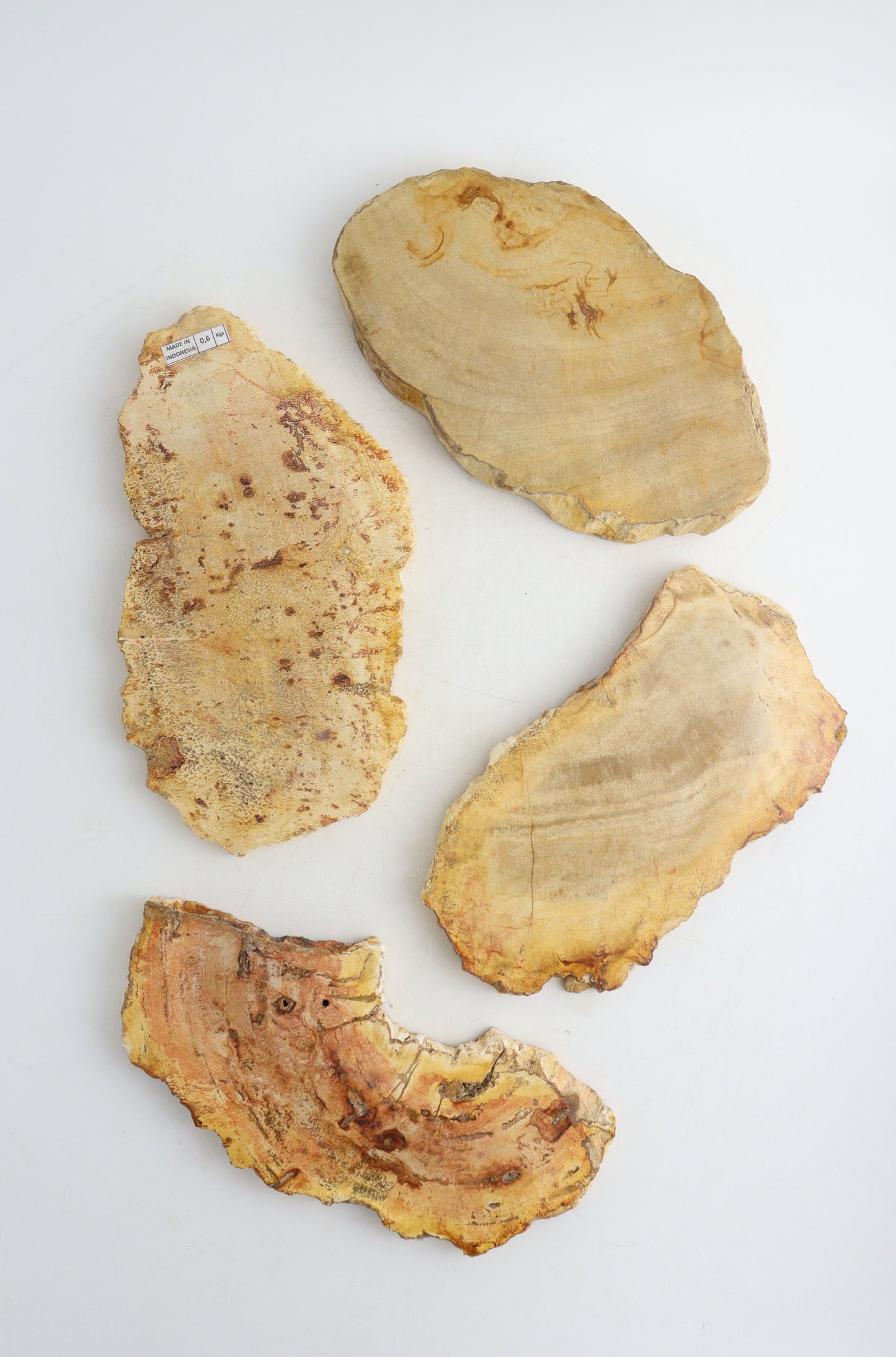 Petrified Wood Slices - Expert Supplier of Wholesale Crystals & Bulk Gemstones