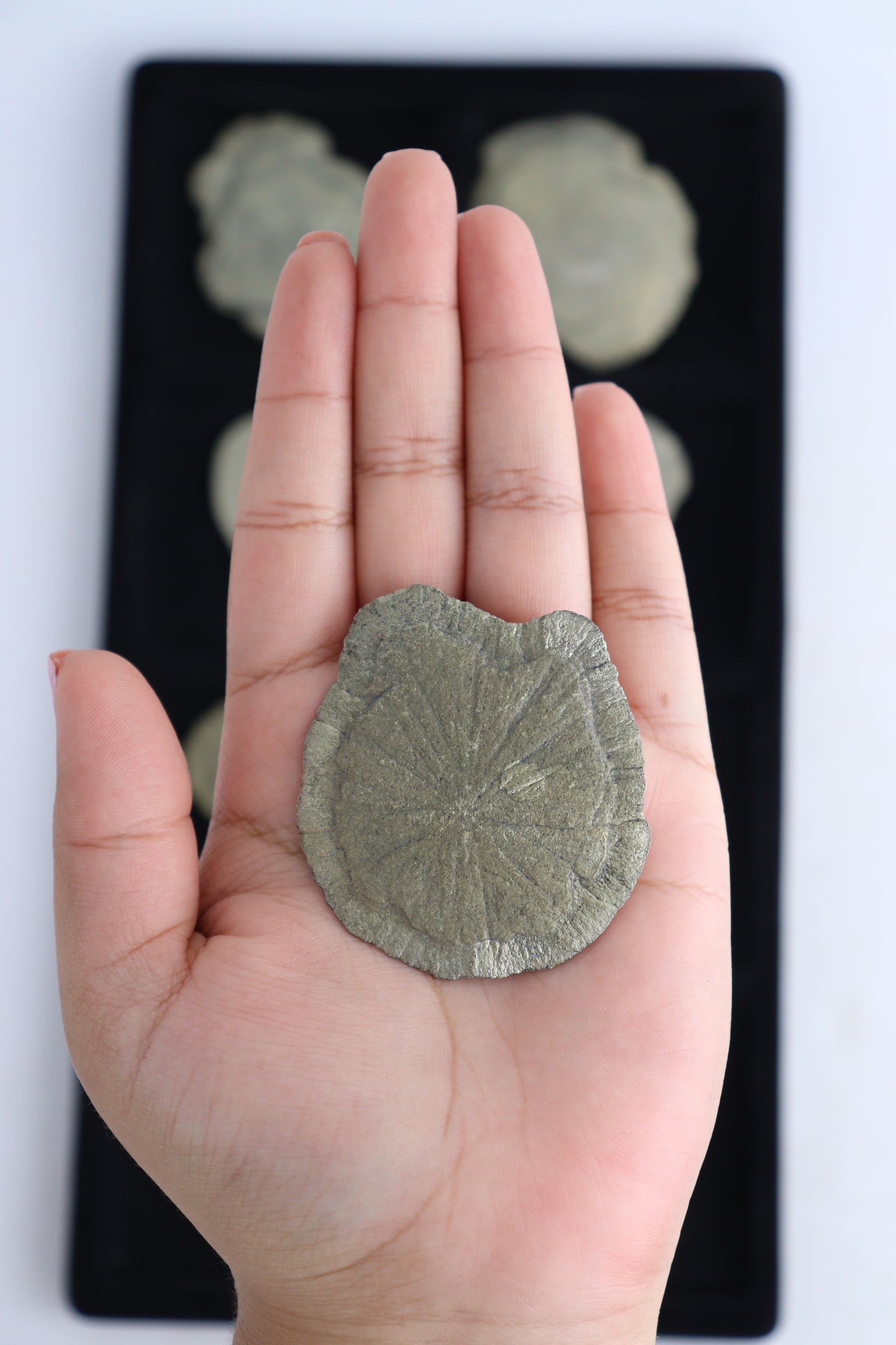 Pyrite Suns - Expert Supplier of Wholesale Crystals & Bulk Gemstones