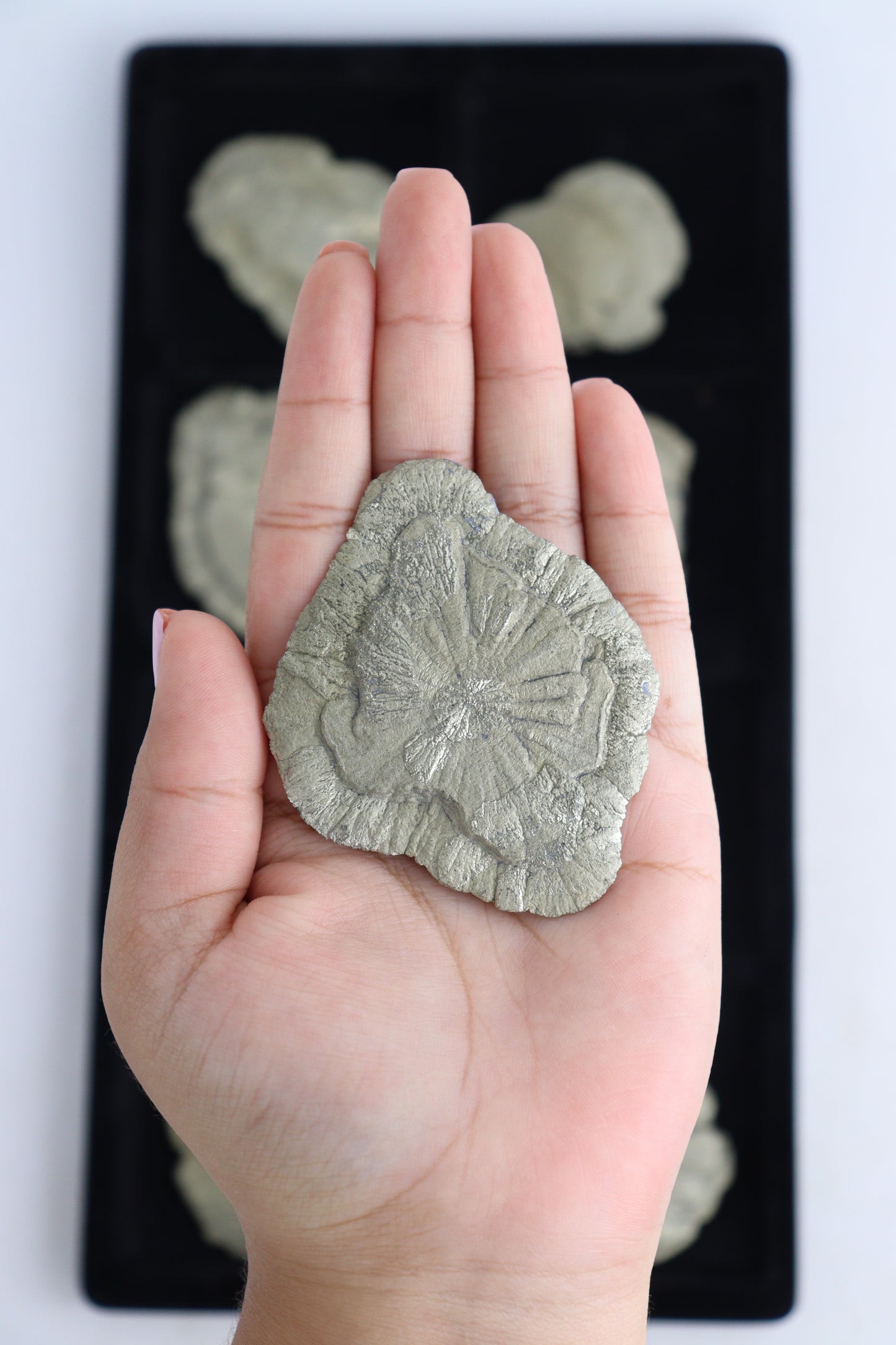 Pyrite Suns - Expert Supplier of Wholesale Crystals & Bulk Gemstones