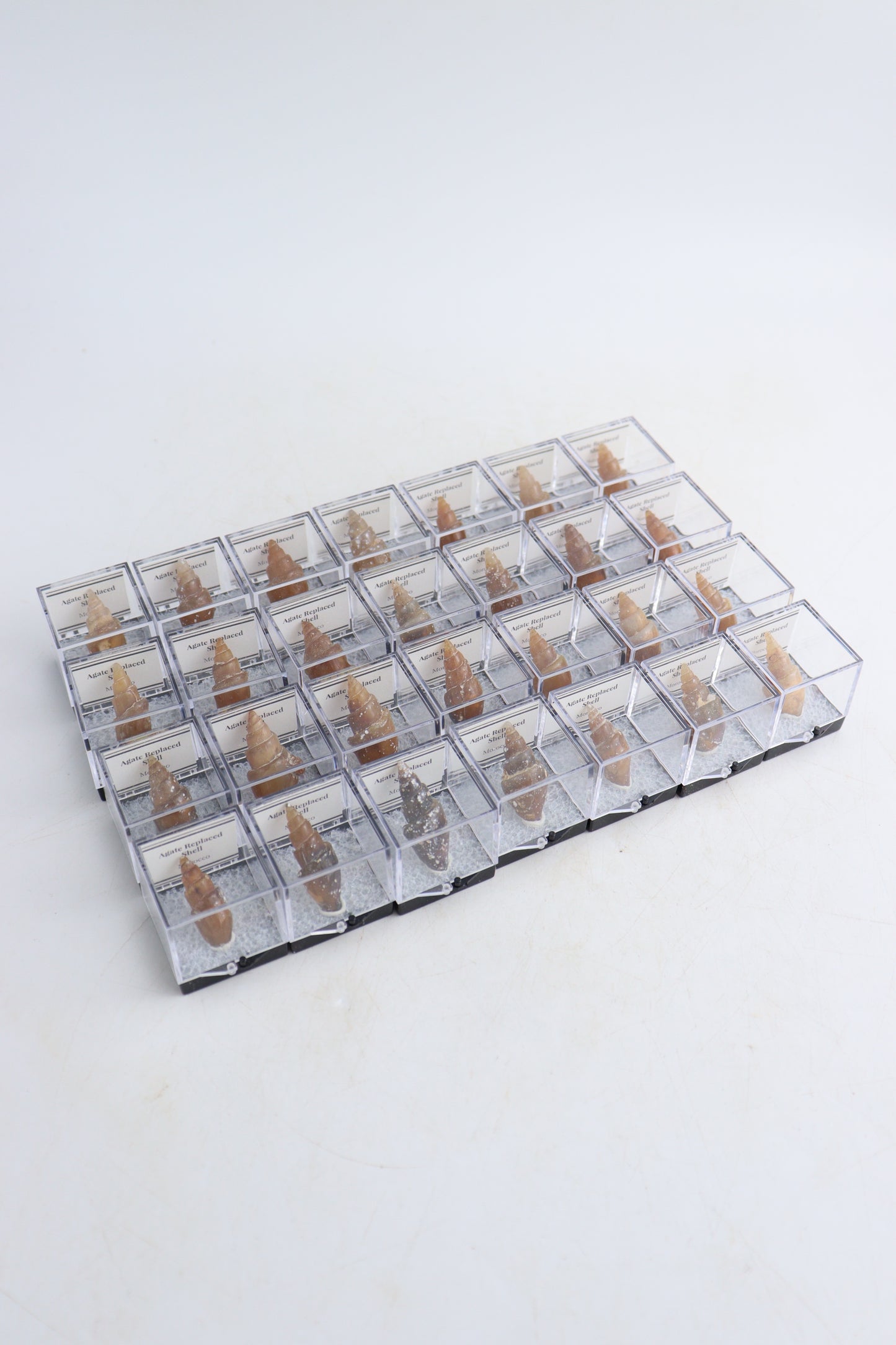Individually Boxed Agate Replaced Shells Flat - Expert Supplier of Wholesale Crystals & Bulk Gemstones