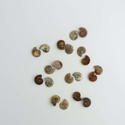 Wholesale 10 Ammonite Pairs - Expert Vendor of Wholesale Crystals