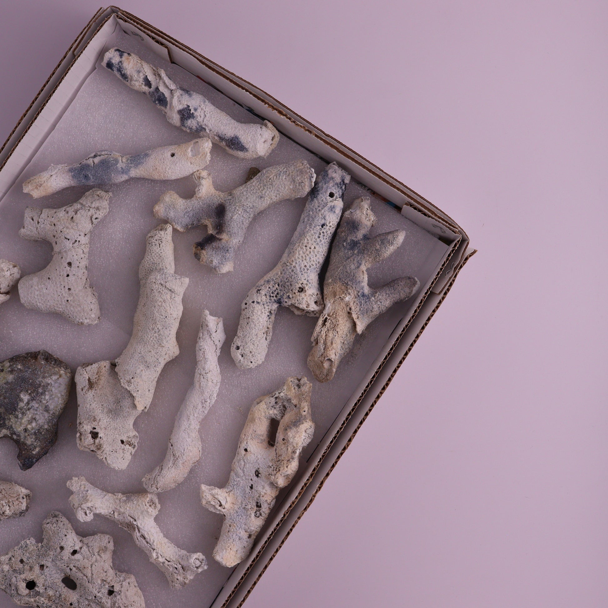 Agatized Coral Flat from Florida, Unopened - Expert Wholesale and Supplier of Wholesale Crystals & Bulk Gemstones, ["Agatized Coral","Coral","Florida"]
