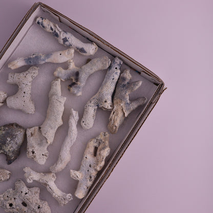 Agatized Coral Flat from Florida, Unopened - Expert Wholesale and Supplier of Wholesale Crystals & Bulk Gemstones, ["Agatized Coral","Coral","Florida"]