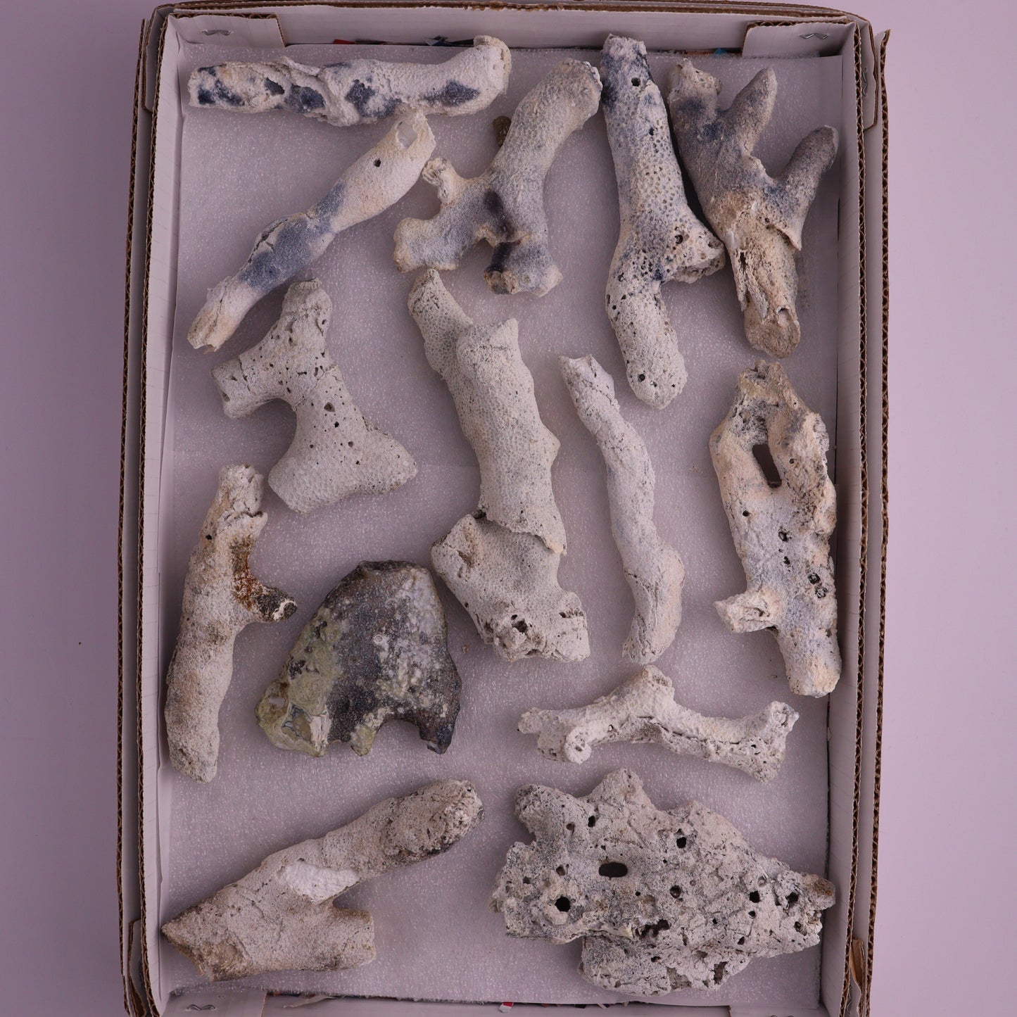 Agatized Coral Flat from Florida, Unopened - Expert Wholesale and Supplier of Wholesale Crystals & Bulk Gemstones, ["Agatized Coral","Coral","Florida"]