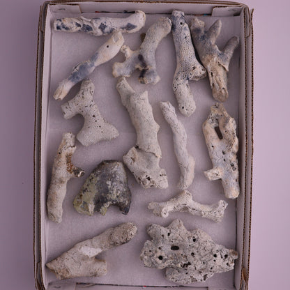 Agatized Coral Flat from Florida, Unopened - Expert Wholesale and Supplier of Wholesale Crystals & Bulk Gemstones, ["Agatized Coral","Coral","Florida"]