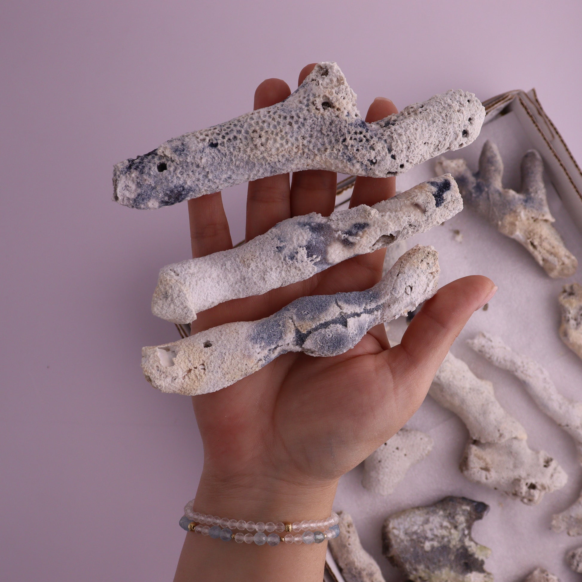 Agatized Coral Flat from Florida, Unopened - Expert Wholesale and Supplier of Wholesale Crystals & Bulk Gemstones, ["Agatized Coral","Coral","Florida"]