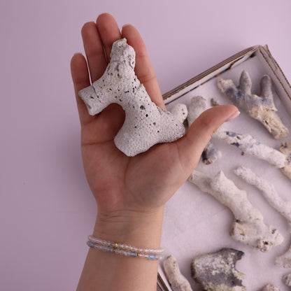 Agatized Coral Flat from Florida, Unopened - Expert Wholesale and Supplier of Wholesale Crystals & Bulk Gemstones, ["Agatized Coral","Coral","Florida"]