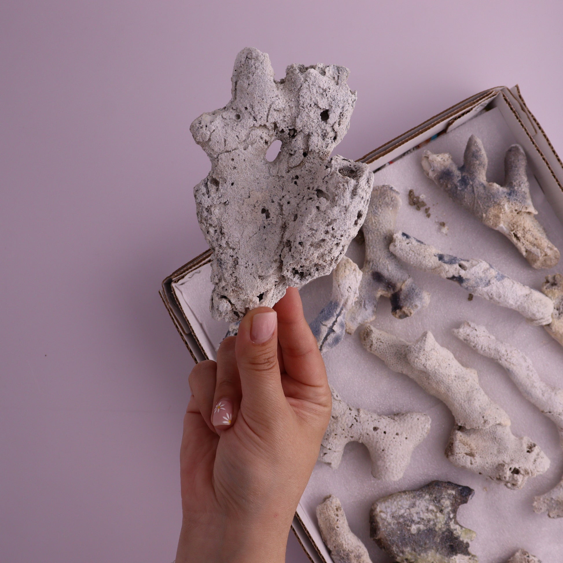 Agatized Coral Flat from Florida, Unopened - Expert Wholesale and Supplier of Wholesale Crystals & Bulk Gemstones, ["Agatized Coral","Coral","Florida"]