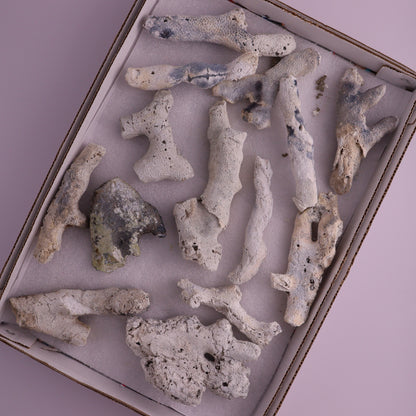 Agatized Coral Flat from Florida, Unopened - Expert Wholesale and Supplier of Wholesale Crystals & Bulk Gemstones, ["Agatized Coral","Coral","Florida"]