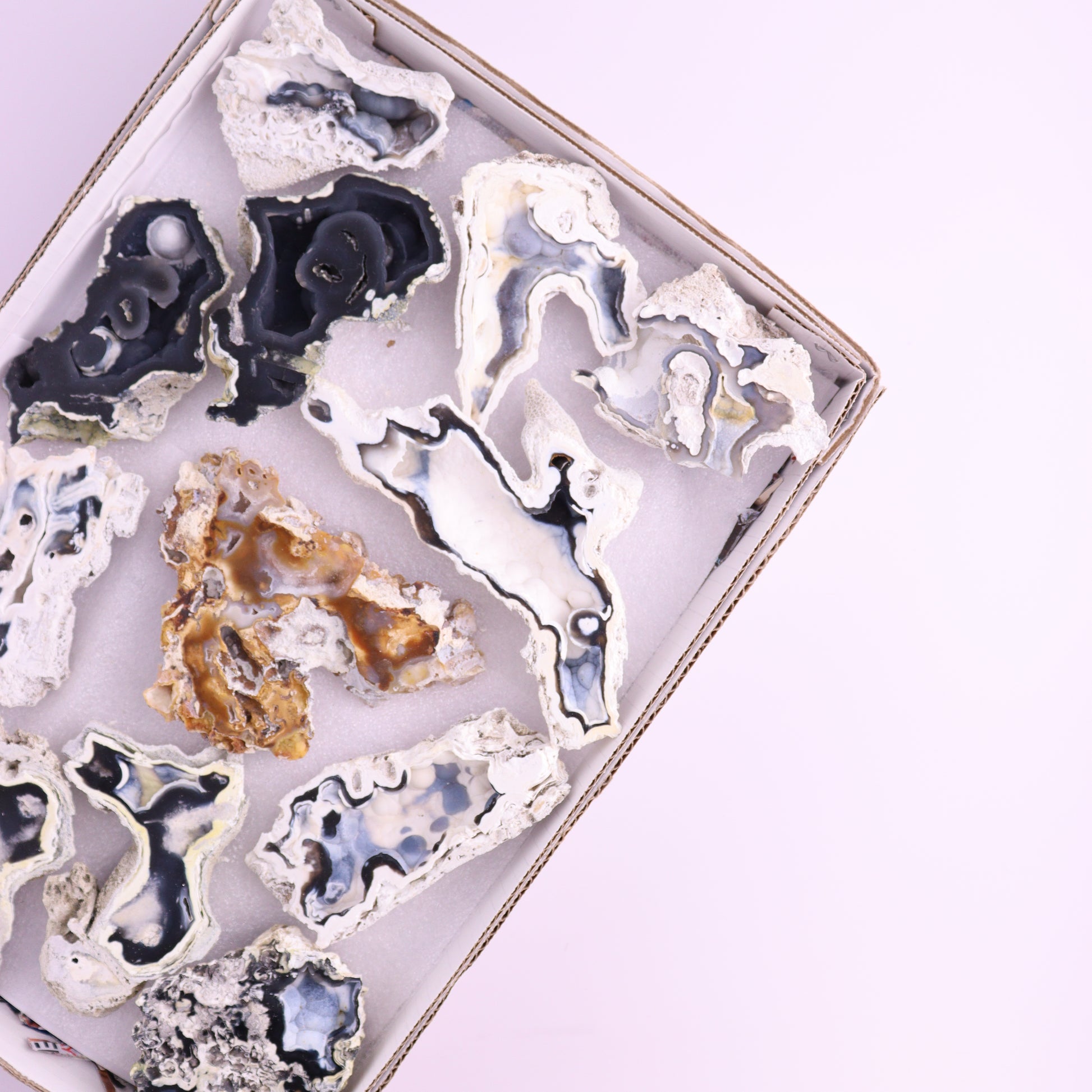 Agatized Coral Flat from Florida - Expert Wholesale and Supplier of Wholesale Crystals & Bulk Gemstones, ["Agatized Coral","Coral","Florida"]