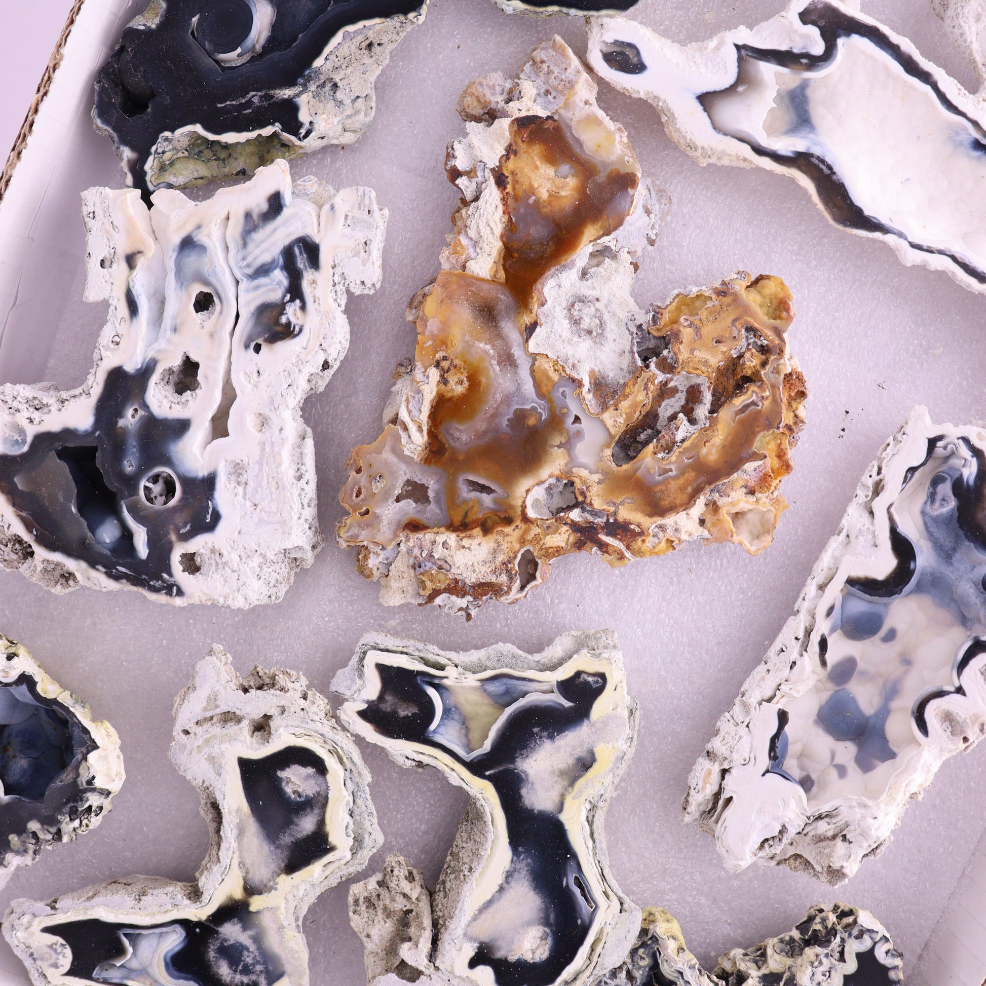Agatized Coral Flat from Florida - Expert Wholesale and Supplier of Wholesale Crystals & Bulk Gemstones, ["Agatized Coral","Coral","Florida"]