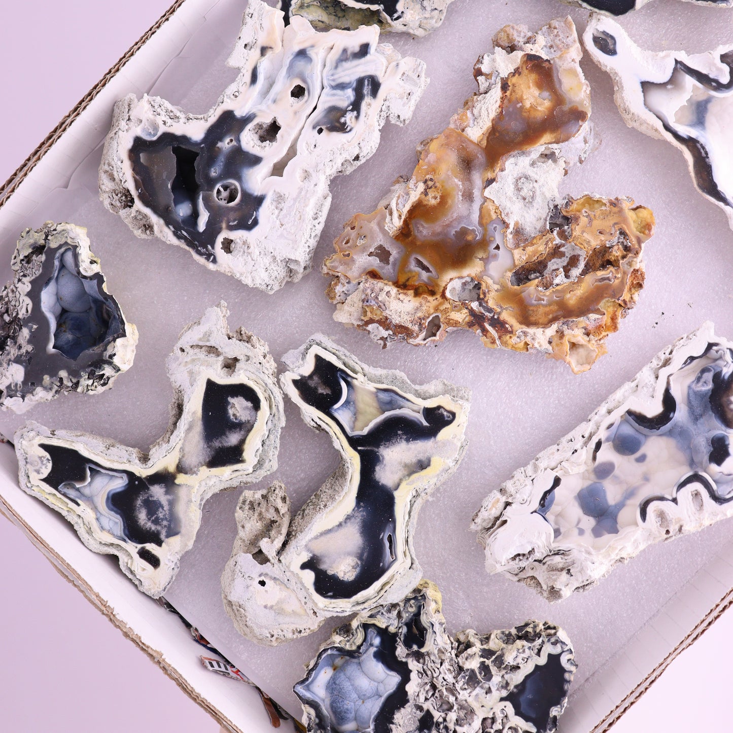 Agatized Coral Flat from Florida - Expert Wholesale and Supplier of Wholesale Crystals & Bulk Gemstones, ["Agatized Coral","Coral","Florida"]