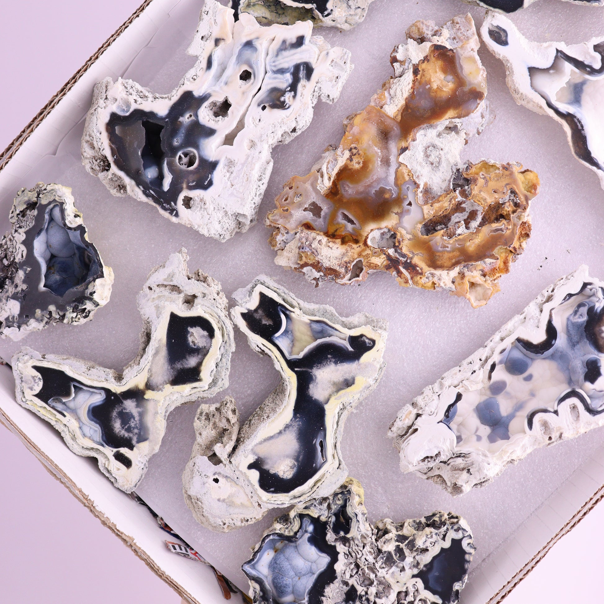 Agatized Coral Flat from Florida - Expert Wholesale and Supplier of Wholesale Crystals & Bulk Gemstones, ["Agatized Coral","Coral","Florida"]