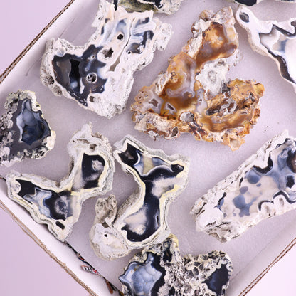 Agatized Coral Flat from Florida - Expert Wholesale and Supplier of Wholesale Crystals & Bulk Gemstones, ["Agatized Coral","Coral","Florida"]