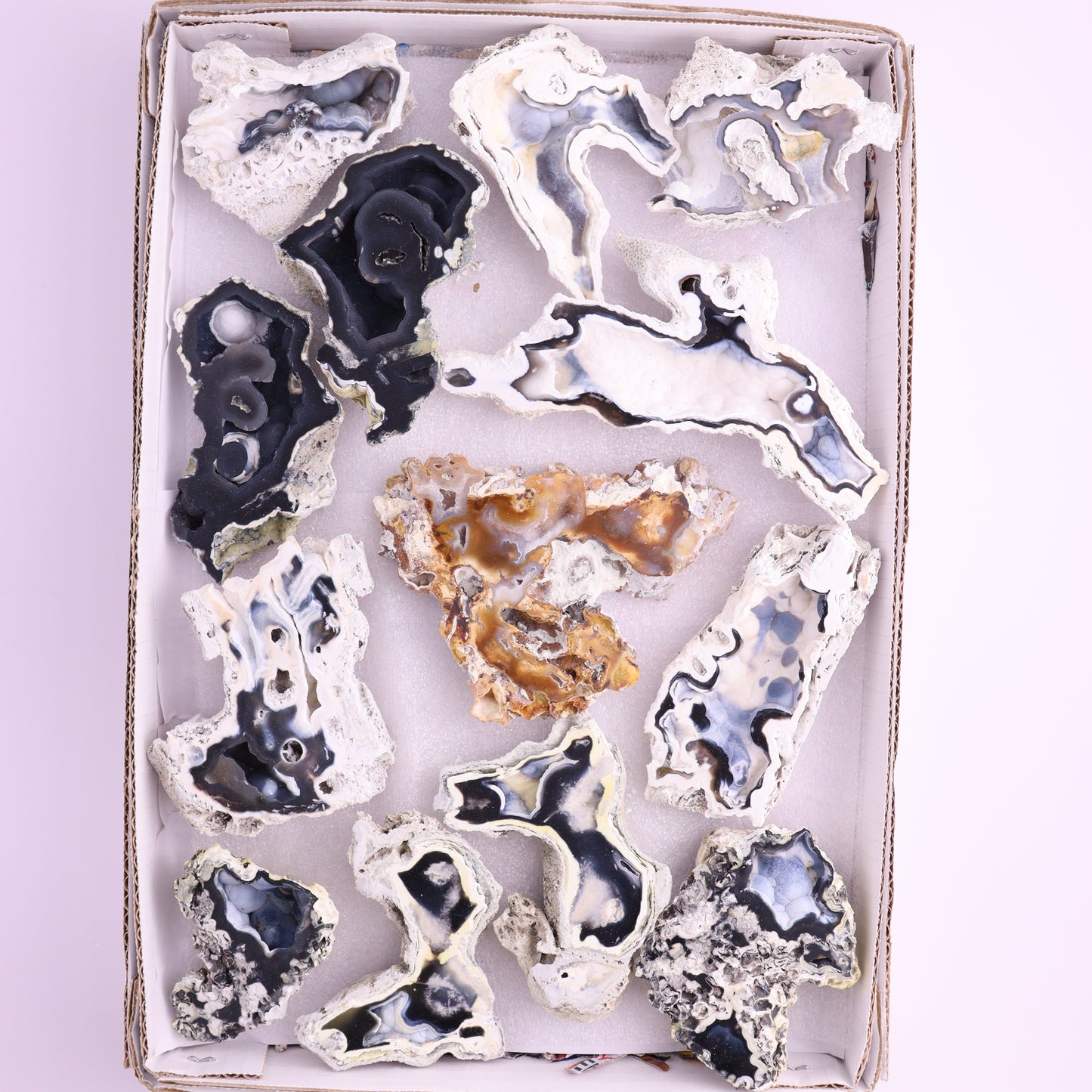 Agatized Coral Flat from Florida - Expert Wholesale and Supplier of Wholesale Crystals & Bulk Gemstones, ["Agatized Coral","Coral","Florida"]