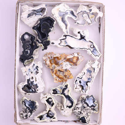 Agatized Coral Flat from Florida - Expert Wholesale and Supplier of Wholesale Crystals & Bulk Gemstones, ["Agatized Coral","Coral","Florida"]