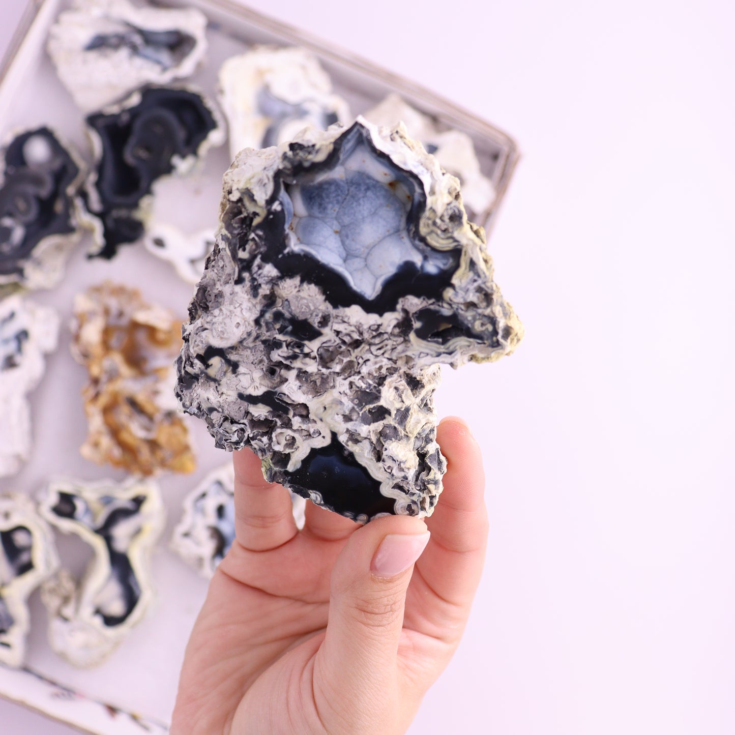 Agatized Coral Flat from Florida - Expert Wholesale and Supplier of Wholesale Crystals & Bulk Gemstones, ["Agatized Coral","Coral","Florida"]