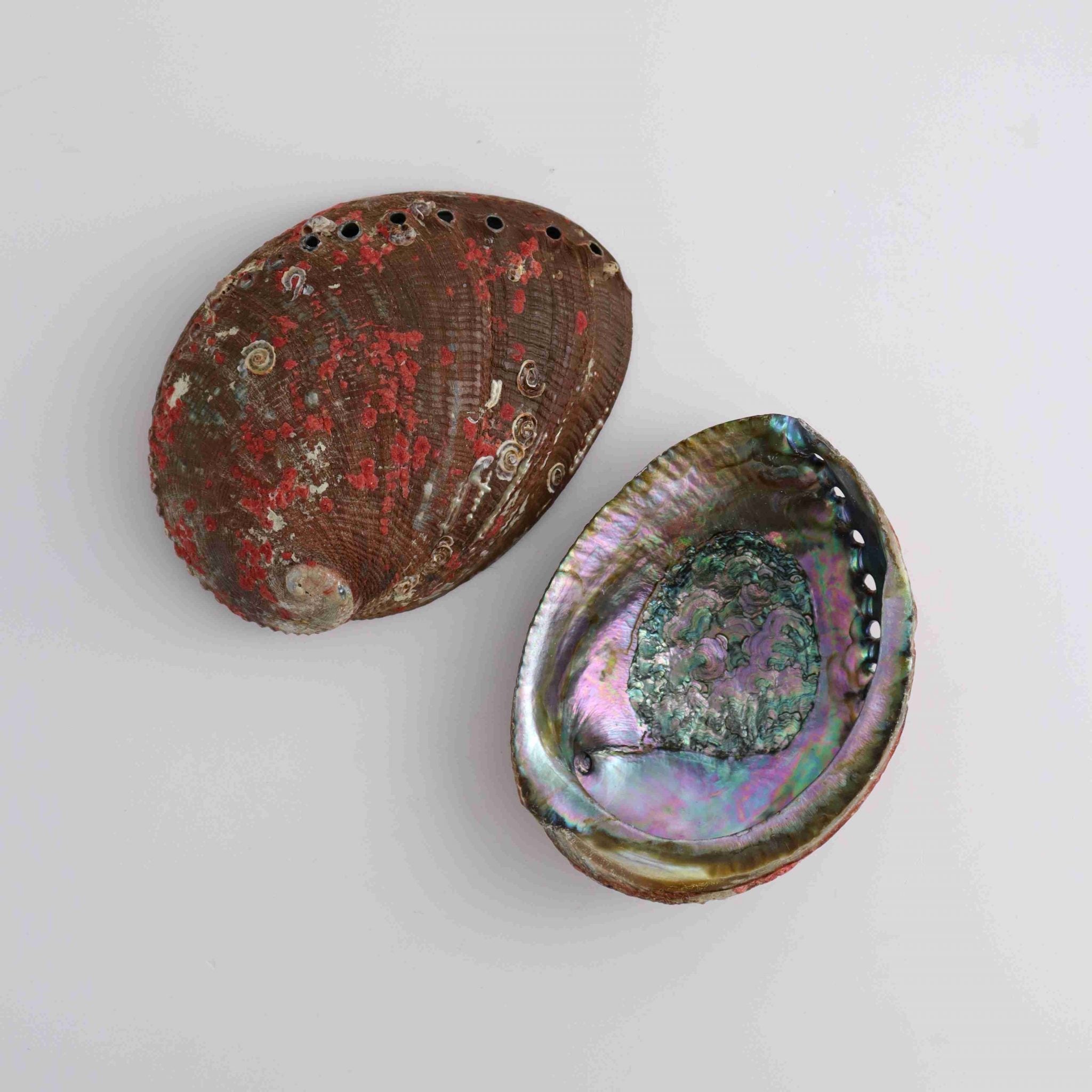 One Abalone Shell | Wholesale Crystals Vendor – Mi Esperanza Minerals