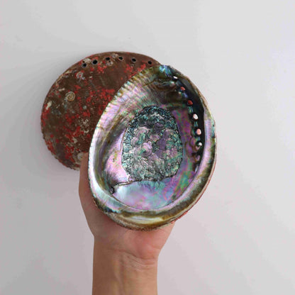 ONE Abalone Shell - Expert Vendor of Wholesale Crystals