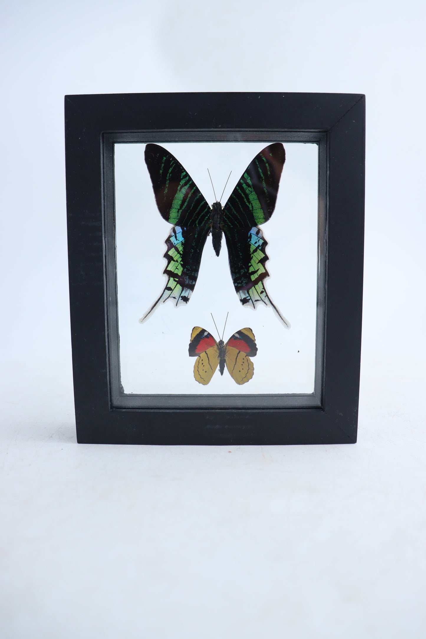 Mixed Butterfly Set of 5 - Expert Wholesale and Supplier of Wholesale Crystals & Bulk Gemstones, ["Butterflies","Mixed","Set"]