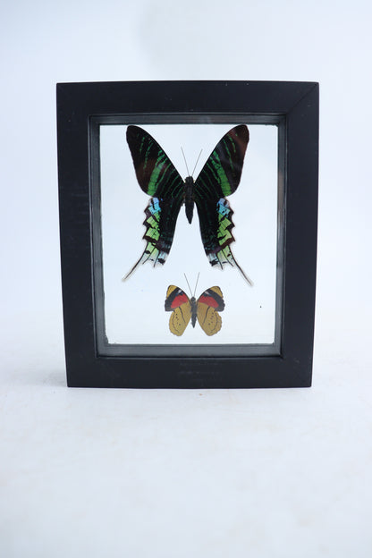 Mixed Butterfly Set of 5 - Expert Wholesale and Supplier of Wholesale Crystals & Bulk Gemstones, ["Butterflies","Mixed","Set"]
