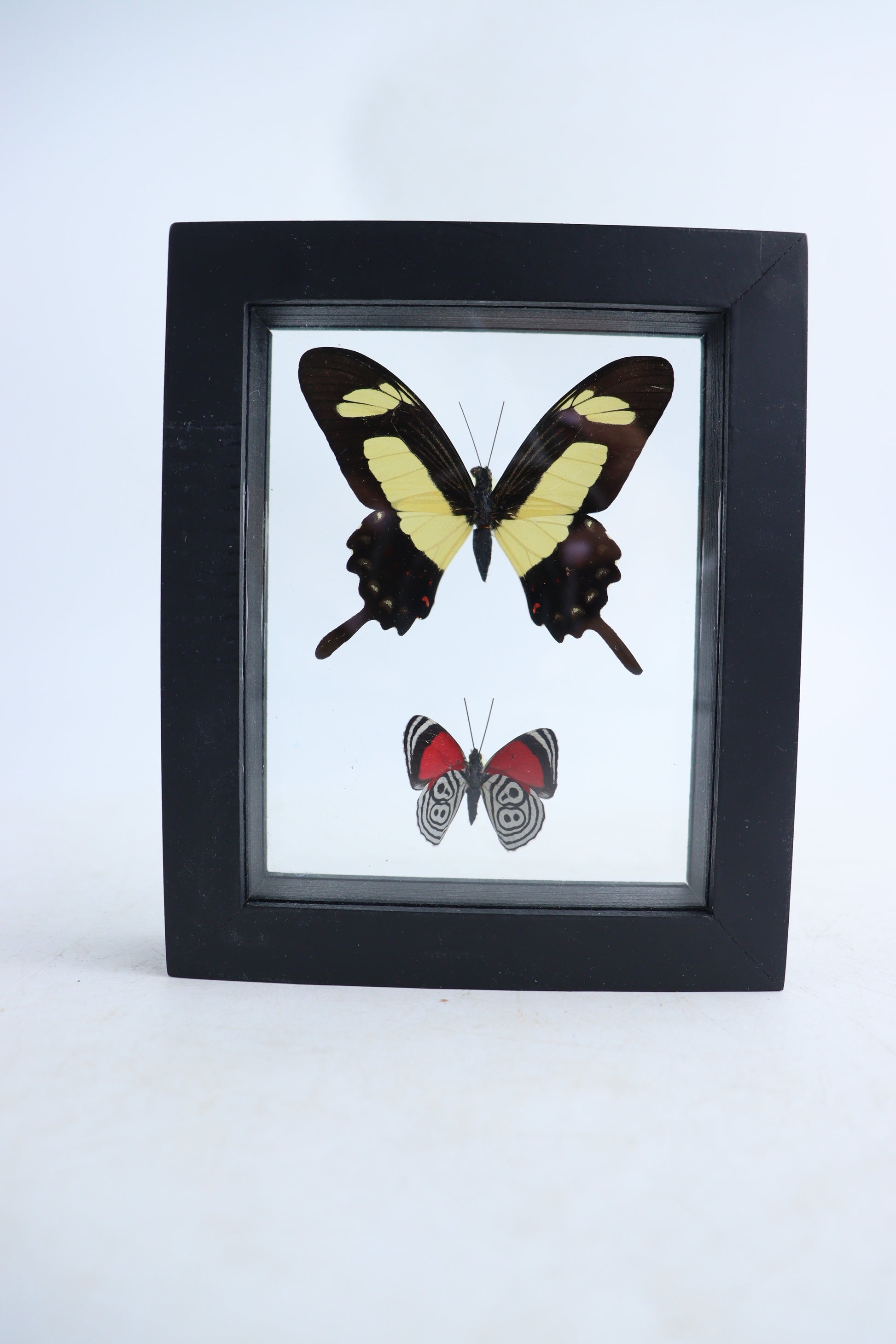 Mixed Butterfly Set of 5 - Expert Wholesale and Supplier of Wholesale Crystals & Bulk Gemstones, ["Butterflies","Mixed","Set"]