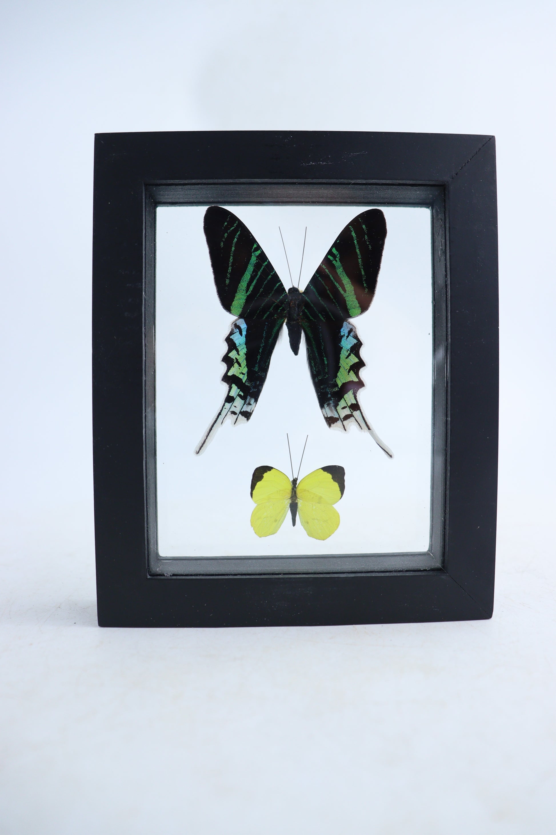 Mixed Butterfly Set of 5 - Expert Wholesale and Supplier of Wholesale Crystals & Bulk Gemstones, ["Butterflies","Mixed","Set"]