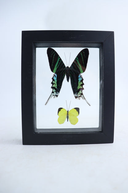 Mixed Butterfly Set of 5 - Expert Wholesale and Supplier of Wholesale Crystals & Bulk Gemstones, ["Butterflies","Mixed","Set"]