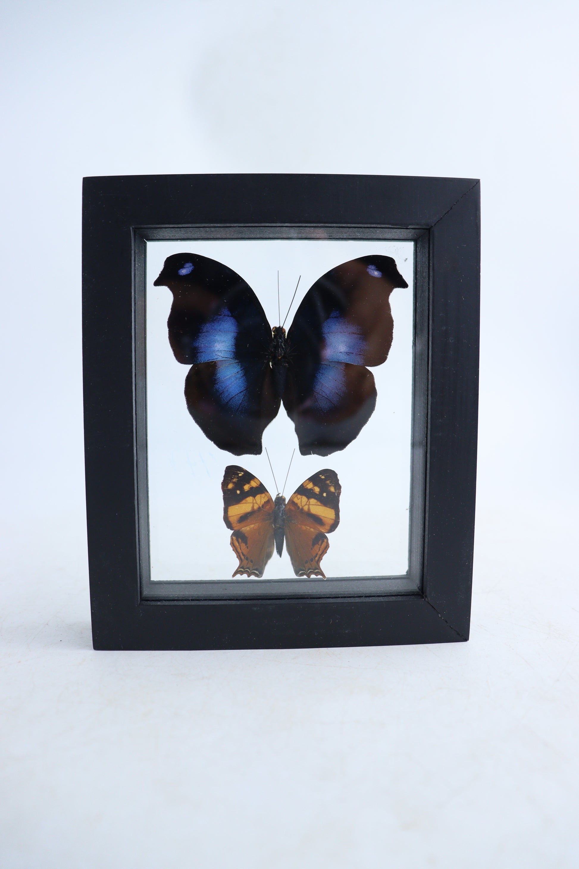 Mixed Butterfly Set of 5 - Expert Wholesale and Supplier of Wholesale Crystals & Bulk Gemstones, ["Butterflies","Mixed","Set"]