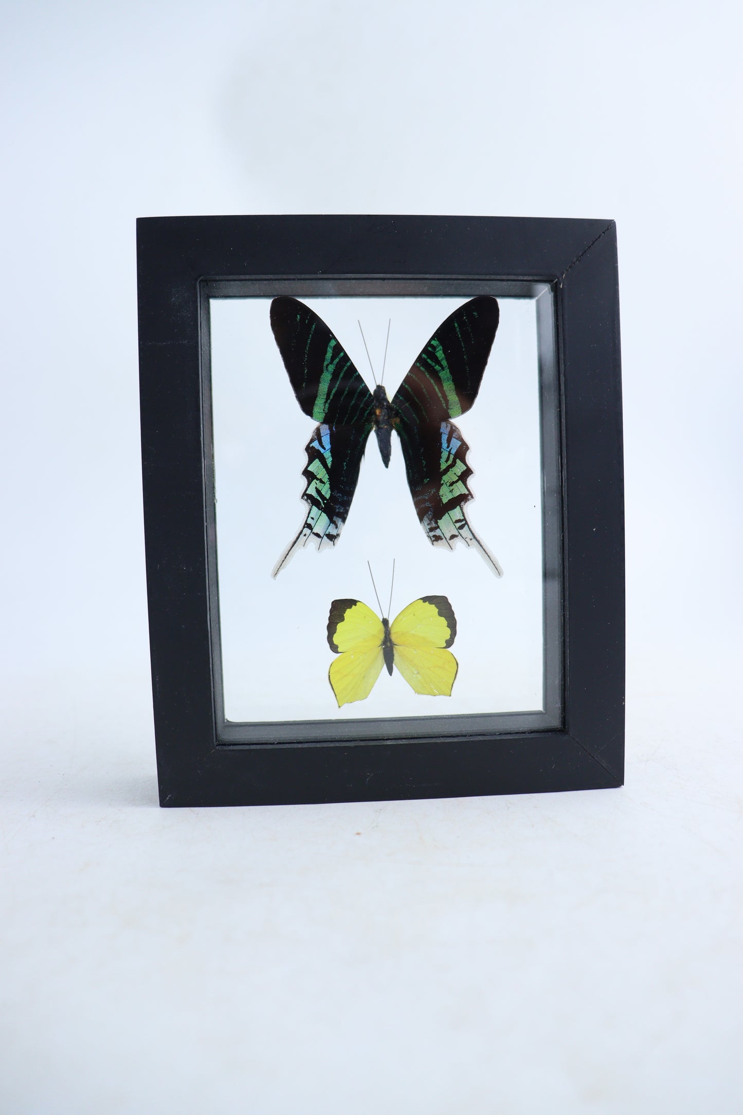 Mixed Butterfly Set of 5 - Expert Wholesale and Supplier of Wholesale Crystals & Bulk Gemstones, ["Butterflies","Mixed","Set"]