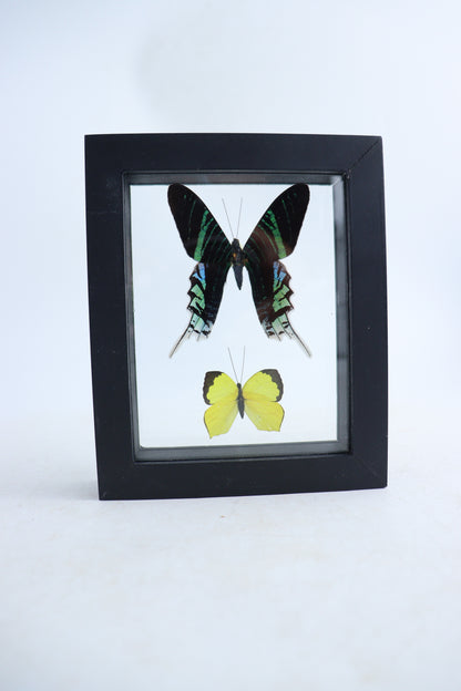 Mixed Butterfly Set of 5 - Expert Wholesale and Supplier of Wholesale Crystals & Bulk Gemstones, ["Butterflies","Mixed","Set"]