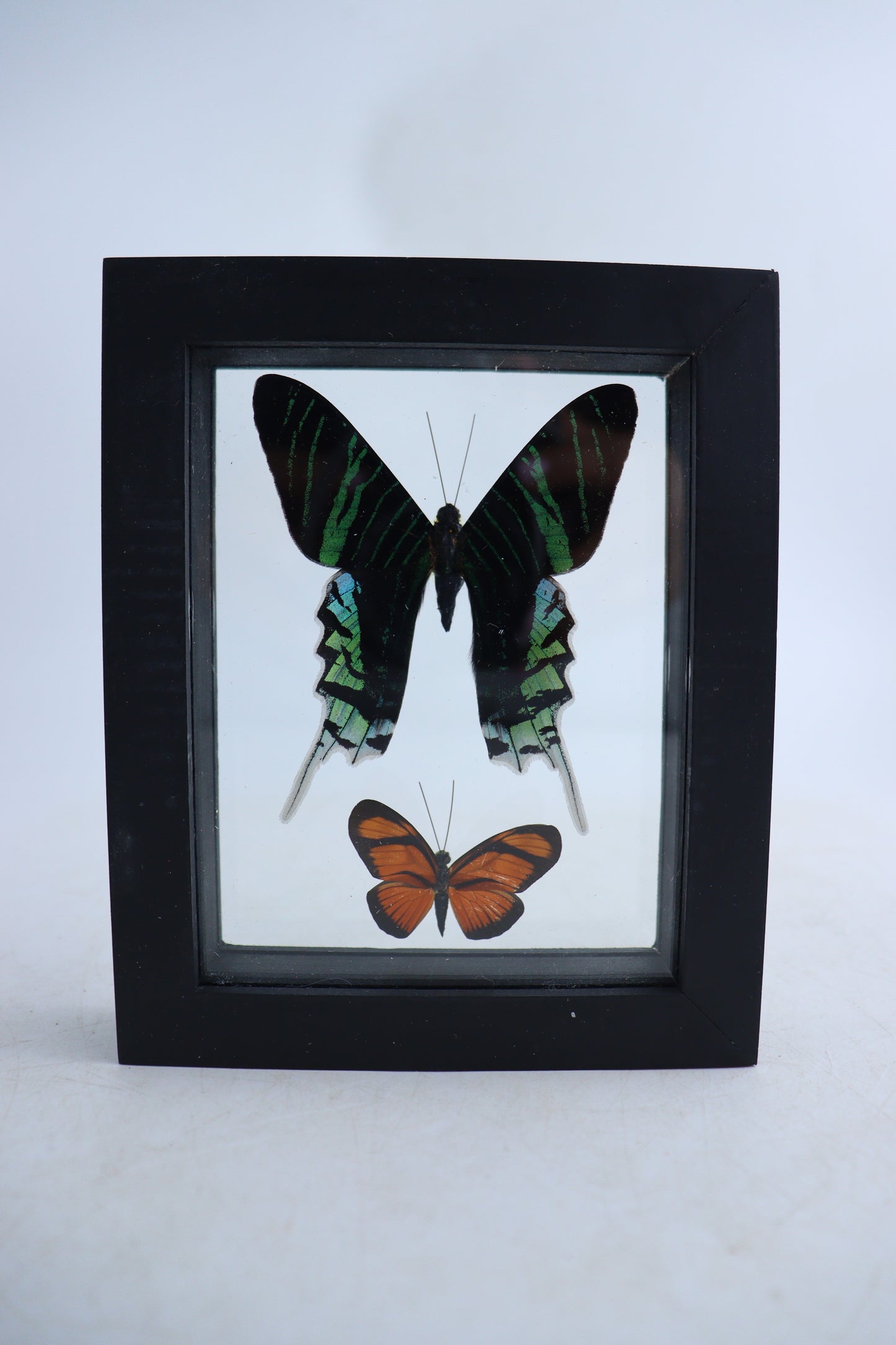 Mixed Butterfly Set of 5