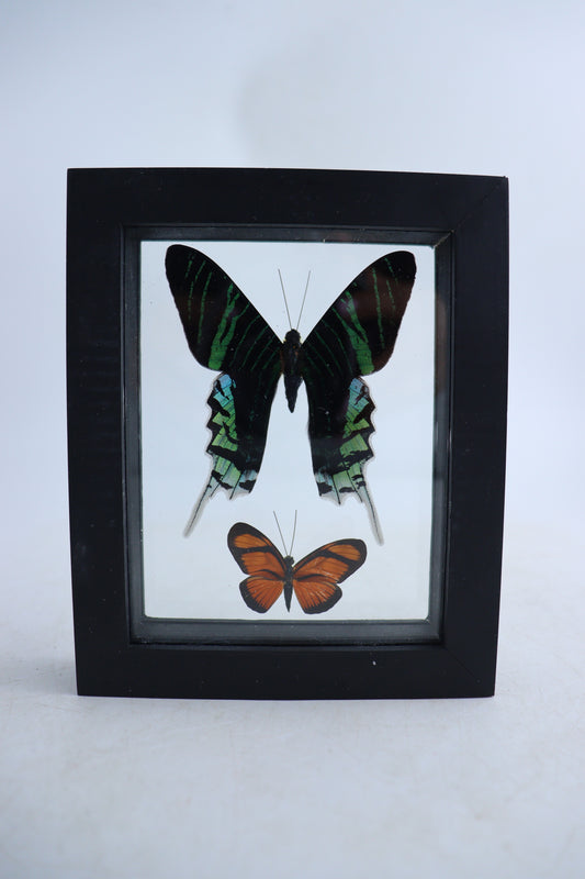 Mixed Butterfly Set of 5